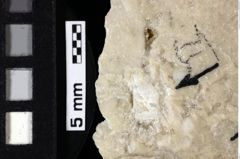 Foto (Detailansicht) von Goniodromites bidentatus (Reuss, 1859) (NHMW-GEO-1990-0041-0027)